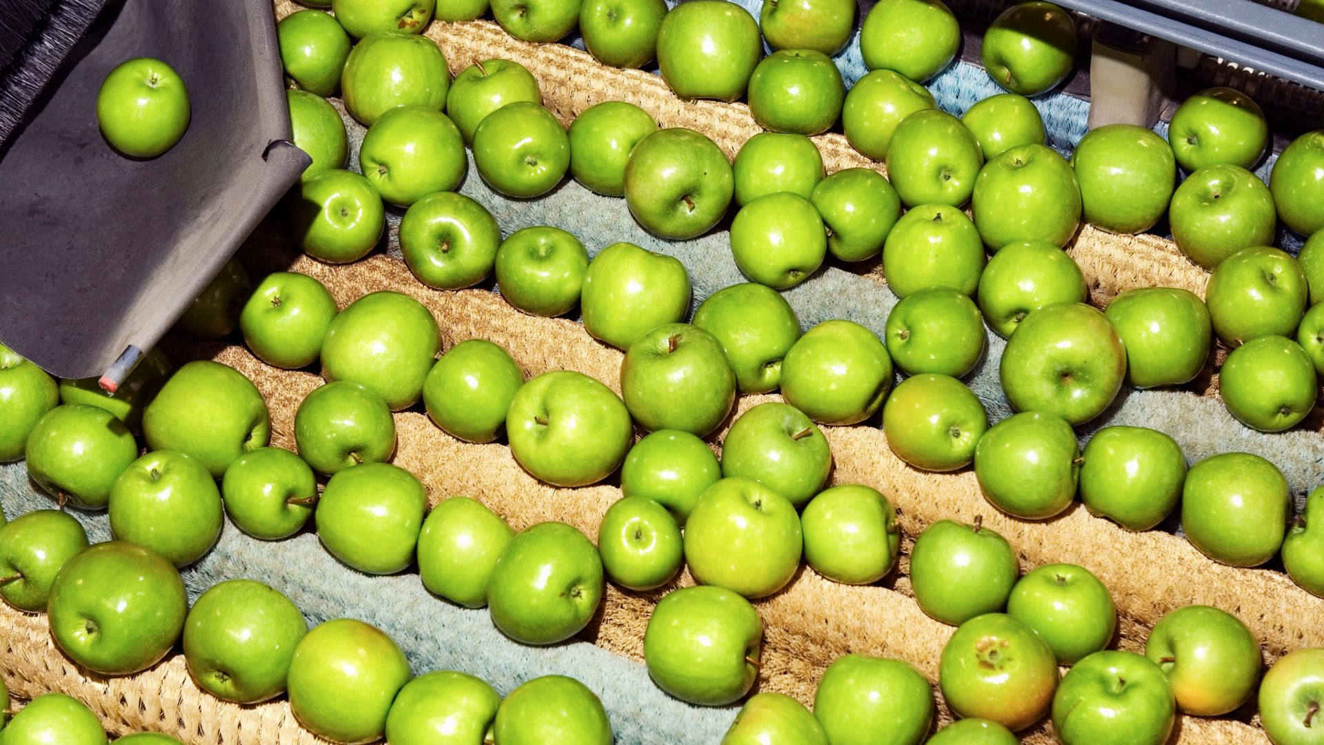 Agricultural 2 Fruit handling and staging conveyor layout in a packhouse
