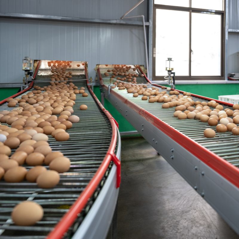 Agricultural 3 Roller lanes supporting unit flow in processing areas