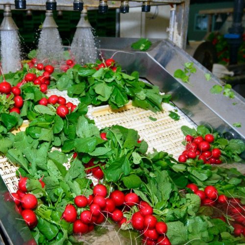 Food grade conveyors Food grade conveyors